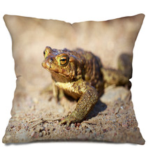Spring Brown Frog Pillows 64846468