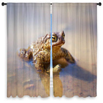 Spring Brown Frog Window Curtains 64846467