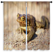 Spring Brown Frog Window Curtains 64846468