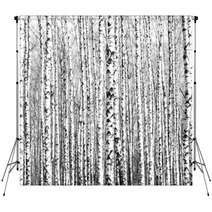 Spring Trunks Of Birch Trees Black And White Backdrops 64287061