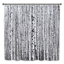 Spring Trunks Of Birch Trees Black And White Bath Decor 64287061