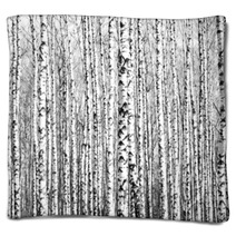 Spring Trunks Of Birch Trees Black And White Blankets 64287061