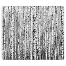 Spring Trunks Of Birch Trees Black And White Rugs 64287061