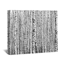 Spring Trunks Of Birch Trees Black And White Wall Art 64287061