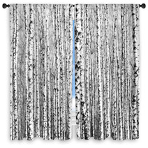 Spring Trunks Of Birch Trees Black And White Window Curtains 64287061