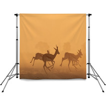Springbok Antelope - Golden Sunset Wildlife Silhouettes Backdrops 92948743