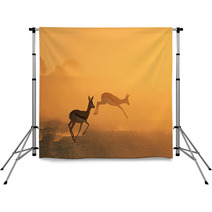 Springbok Antelope - Golden Sunset Wildlife Silhouettes Backdrops 92949187