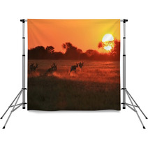 Springbok Antelope - Golden Sunset Wildlife Silhouettes Backdrops 92949635