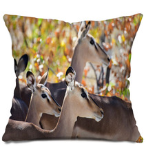 Springbok In Etosha National Park Pillows 92830726