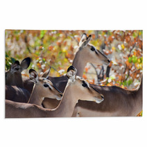 Springbok In Etosha National Park Rugs 92830726