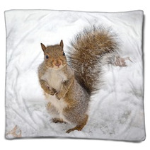 Squirrel Blankets 74352490