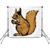Squirrel, Illustration Of Wildlife, Zoo, Wildlife, Animal Of For Backdrops 100846065