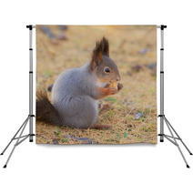 Squirrel In Autumn Closeup Backdrops 100506064