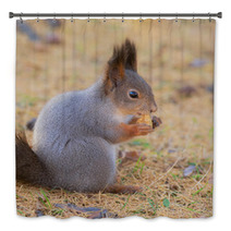 Squirrel In Autumn Closeup Bath Decor 100506064