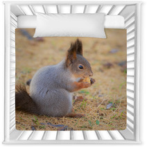 Squirrel In Autumn Closeup Nursery Decor 100506064