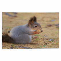 Squirrel In Autumn Closeup Rugs 100506064