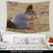 Squirrel In Autumn Closeup Wall Art 100506064