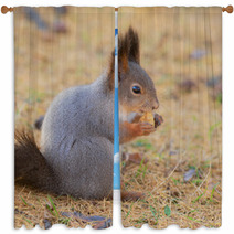 Squirrel In Autumn Closeup Window Curtains 100506064