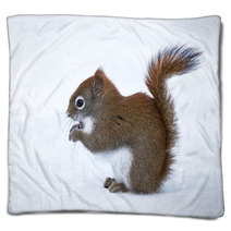 Squirrel In Winter Blankets 78669374