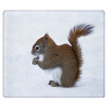 Squirrel In Winter Rugs 78669374