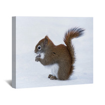 Squirrel In Winter Wall Art 78669374