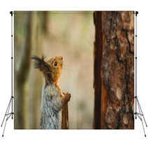 Squirrel Looking Up The Tree Backdrops 82914188