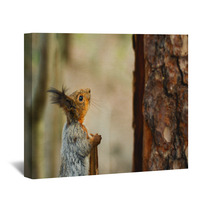 Squirrel Looking Up The Tree Wall Art 82914188
