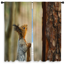 Squirrel Looking Up The Tree Window Curtains 82914188