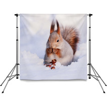 Squirrel On The Snow Backdrops 74535272