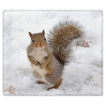 Squirrel Rugs 74352490