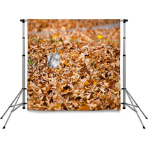 Squirrel Walking On Leaves In Autumn Backdrops 74504822