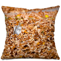 Squirrel Walking On Leaves In Autumn Pillows 74504822