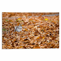 Squirrel Walking On Leaves In Autumn Rugs 74504822
