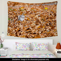 Squirrel Walking On Leaves In Autumn Wall Art 74504822