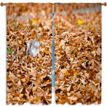 Squirrel Walking On Leaves In Autumn Window Curtains 74504822