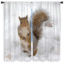 Squirrel Window Curtains 74352490