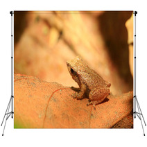 Sri Lanka Endemic Frog Pseudophilautus Schneideri In Kitulgala Backdrops 65855241
