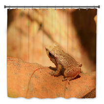 Sri Lanka Endemic Frog Pseudophilautus Schneideri In Kitulgala Bath Decor 65855241