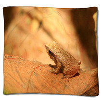 Sri Lanka Endemic Frog Pseudophilautus Schneideri In Kitulgala Blankets 65855241
