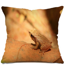 Sri Lanka Endemic Frog Pseudophilautus Schneideri In Kitulgala Pillows 65855241