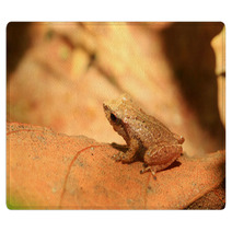 Sri Lanka Endemic Frog Pseudophilautus Schneideri In Kitulgala Rugs 65855241