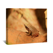 Sri Lanka Endemic Frog Pseudophilautus Schneideri In Kitulgala Wall Art 65855241