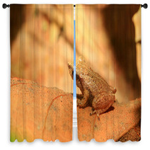 Sri Lanka Endemic Frog Pseudophilautus Schneideri In Kitulgala Window Curtains 65855241