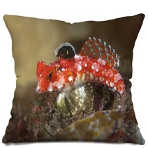 Starry Dragonet Pillows 49598343