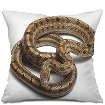 Steppes Ratsnakes (Elaphe Dione) Over White Pillows 47035957