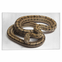 Steppes Ratsnakes (Elaphe Dione) Over White Rugs 47035957