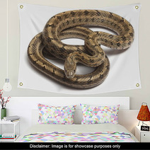 Steppes Ratsnakes (Elaphe Dione) Over White Wall Art 47035957
