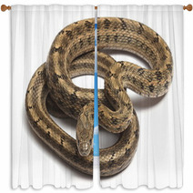 Steppes Ratsnakes (Elaphe Dione) Over White Window Curtains 47035957