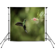 Stripe tailed Hummingbird Backdrops 52738579