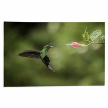 Stripe tailed Hummingbird Rugs 52738579